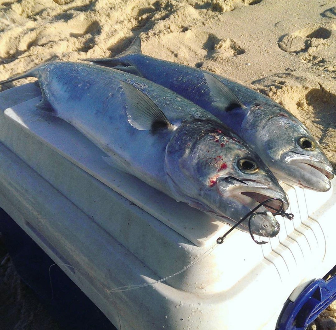Tailor Surf Fishing Bait Rigs