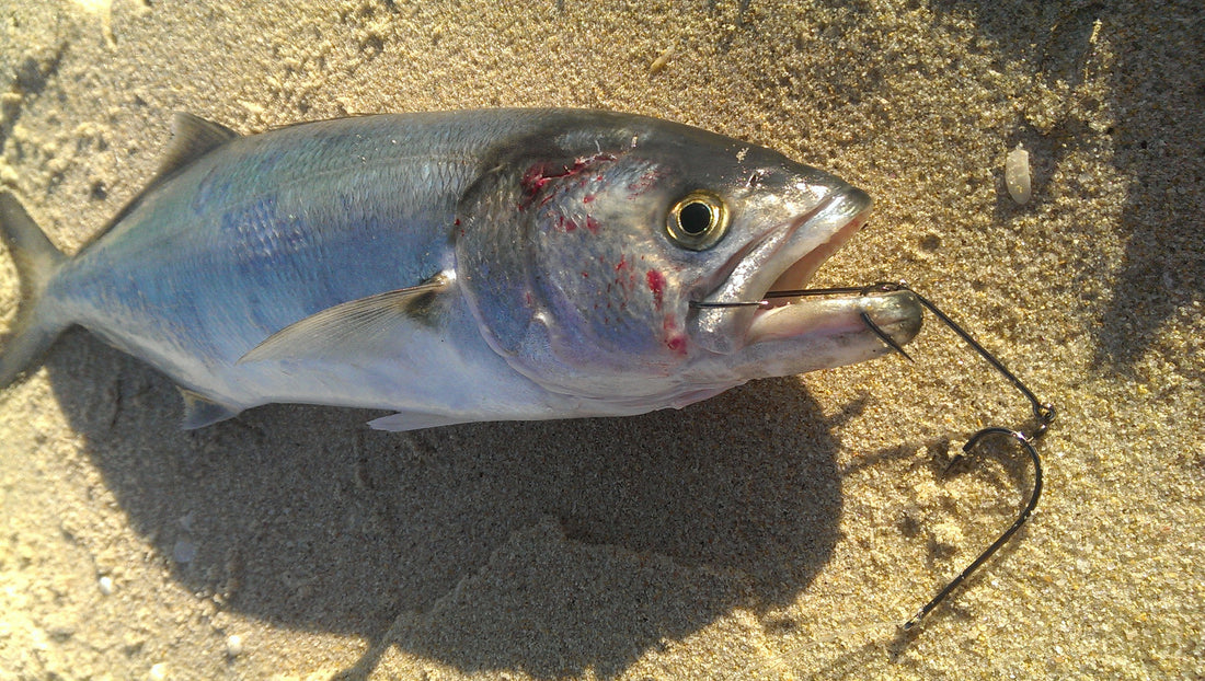 Catching Massive Perth Beach Tailor – Tuff Rigs